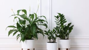 Indoor potted plants symbolizing sustainable growth and eco-friendly branding for Scaling Plant-Based Franchises: Business Models That Work in 2026.