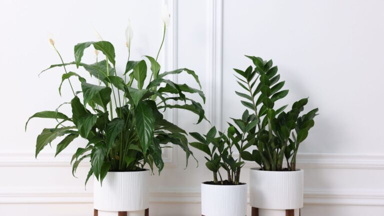 Indoor potted plants symbolizing sustainable growth and eco-friendly branding for Scaling Plant-Based Franchises: Business Models That Work in 2026.